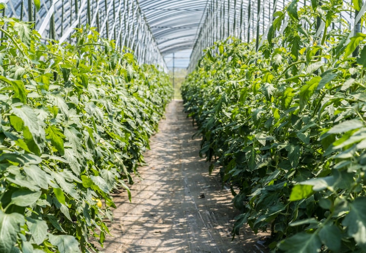 トマトハウスの写真